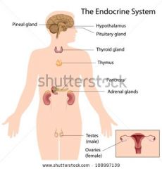 Define the Endocrine System.