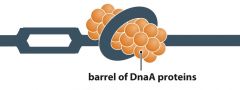 - Prokaryotic


- Form 'barrels' of proteins near origin of replication


- DNA winds round barrels and breaks base pairs (origin is mostly A-T pairing which is relatively weak compared to C-G)


 