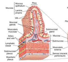 Lumen consists of 4 connective layes/tunics: mucosa, submucosa, muscularis, serosa