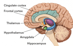 Collection of brain nuclei
Anterior tip of the hippocampus
Learning/expressing emotional responses; mediating emotional modulation of memory formation
