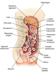 Double layers of peritoneum that attaches viscera to posterior abdominal wall; contains vessels, nerves and lympatics. Omenta is a double layer of mesentry