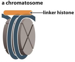 - The linker histone


- attaches outside nucleosome