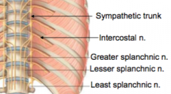 Greater splanchnic T5-T9
Lesser splanchnic T10 -T11
Least splanchnic T12

Pass through pre-vertebral ganglia--> splanchnic nerve