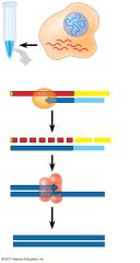 turn mRNA into cDNA  which is then used for cloning.  Isn't ideal to clone mRNA directly.  Can be very useful for putting mammalian genes into prokaryotes, but they must be free of introns