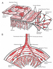lumen
mucosa
mucosal plexus
muscularis mucosa
submucosa
meissner's plexus
circular muscularis externa
myenteric plexis
longitudinal muscularis externa