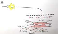 NO, ATP, vasoactive intestinal peptide & pituitary adenyl cyclase activating peptide