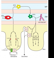 -stimulus depolarizes epithelial cell resulting in serotonin & prostaglandin synthesis & release
-these activate IPAN & induce Cl- secretion
-results in diarrhea & massive fluid loss