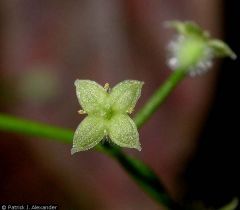 Galium triflorum
Rubiaceae