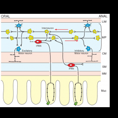 1. IPAN responds to distension, activating chain of ascending & descending interneurons
2. Ascending contact exitatory motorneurons that induce contraction of circular muscle via ICC
2. Descending contact inhibitory motorneurons that induce rela...