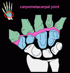 plane synovial


dorsal, palmar, and interosseous ligament support