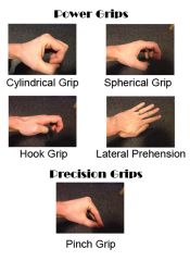 grasp prehension pinch precision primate cram wrist types1 pinching grasps