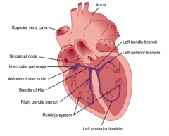SA node >> atria >> AV node >> common bundle >> bundle branches >> Purkinje fibers >> ventricles