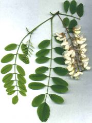 pinnately compound leaves with terminal leaflet, seed pods 7-10 cm that are flat with several on central stalk (press H)