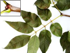 leaves pinnately compound and opposite, buds blunt/dark and 4 sided pyramids, fruits a single samara