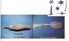 Phylum: Porifera


Euplectella, Glass rope sponge