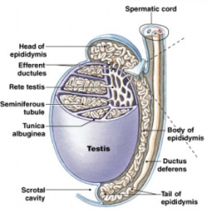 Consists of seminiferous tubules(site of spermatogenesis). The rete testis collects sperm from these tubules via efferent ducts.