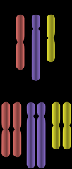cell,nucleus, or organism containing two sets of chromosomes (2n)