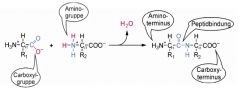 Peptidbindung


Strukturmerkmal der proteinogenen Aminosäuren: zentrales C-Atom (Cα) mit vier Substituenten: Wasserstoff (H), Aminogruppe (NH2), Carboxylgruppe(COOH) sowie eine variable Seitenkette (R).
