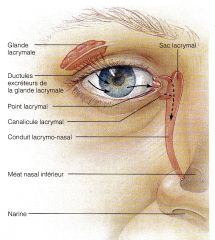 Dans le sac lacrymal par les points lacrymaux et le canalicule lacrymal
Elles s'écoulent ensuite dans le conduit lacrymo-nasal vers les fosses nasales 
Elles débouchent dans les fosses nasales par le méat nasal intérieur