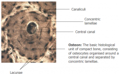 Solid dense bone on the outer layer which contains parallel osteons. 









Osteons
are cylindrical in shape and consist of osteocytes organised around a central
canal(blood vessels, nerves, lymphatic vessels) and are separated by ...