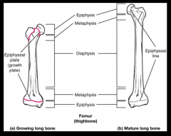 Epiphysis: The head of the long bone 
Diaphysis: The shaft(middle bit)of a
     long bone
 Metaphysis: between the epiphysis and
     diaphysis. It corresponds to the location of the epiphyseal cartilage of
     the developing bone. 