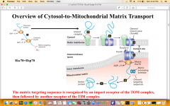 The matrix targeting sequence is recognized by an import receptor of the TOM complex,then followed by another receptor of the TIM complex 
Proteins are imported in a post-translational but unfolded state. 
Transport occurs via the contact sites be...
