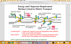cytosolic hsp70: a chaperone required to keep the polypeptide chain unfoldedin the cytosol until translocation 


matrix hsp70: a chaperone required to pull the emerging polypeptide chaininto the matrix (the pulling assures directional transport) ...