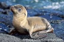   - Can turn hind flippers and walk on land
- Sexual dimorphism
- Mating on land
- Harems
- Dense hair in fur seals
- Short hair in sea lions and elephant seals
- Continuously moulting
- W on skull
- Two ridges on scapula
- One rooted teeth  