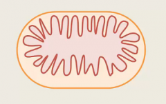 name the structure of mitochondria, starting from the outside in