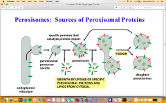 one membrane, enzymes involved in oxidation, sources of peroxisomal proteins