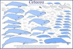 Fortæl hvad du ved om Cetaceans