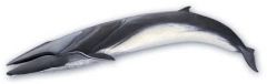-  Dorsal fin
-  Throat grooves
-  Short baleen
-  Slender body -> torpedo like
-  Gulp- or lunge-feeding
-  Well developed cocnoid process
-  Elastic tongue  