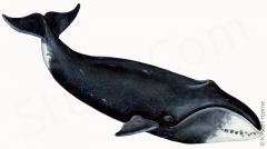 - No dorsal fin
- No throat grooves
- Very long baleen
- Surface skim
- feeding
- Seasonal migrations
- Long baleen plates
- Arched rostrum
- Long lower lips
- 3 species of right whales