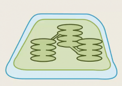 name the structure of chloroplasts from out to in