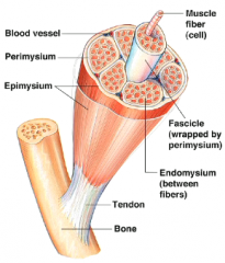 Epimysium: surrounds the entire muscle and separates it from surroudning tissue and organs.
Perimysium: divides the skeletal muscles into a series of compartments
Endomysium: surrounds the individual skeletal muscle cells(muscle fibers)