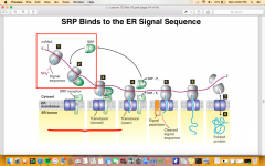 a complex (containing both RNAs and proteins) recognizing the ERsignal sequences of a cargo protein															


Due to its N-terminal location, the signal peptide is recognized by SRP soon afterits synthesis (before translation is completed)....