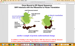 Once bound, SRP Interacts with the Ribosome to Pause Translation															


EX of protein conformational change


In addition to binding to the signal sequence, SRP also interacts with the ribosometo cause a pause in translation. This assure...