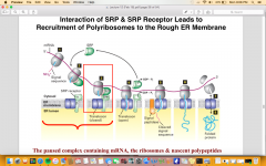 Leads to  Recruitment of Polyribosomes to the Rough ER Membrane															


The paused complex containing mRNA, the ribosomes & nascent polypeptidesis recruited to the rough ER membrane by the SRP-SRP receptor interaction.