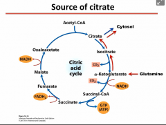 Cancer cells use glutamine to form alpha-ketoglutarate which goes in reverse direction of the TCA cycle and for citrate.