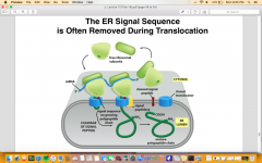often removed


The signal peptidase closely associates with the translocon and clips off the signal sequence at the lumenal side of the membrane