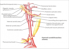 1. Common carotid 
2. External carotid: a) superior thyroid artery/superior laryngeal branch b) ascending pharyngeal artery c) lingual artery d) facial artery e) occipital artery f) Posterior auricular artery g) maxillary artery h) transverse faci...