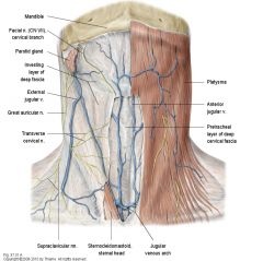 1. Platysma muscle - facial expression, lots of attachment to skin to keep tight. 
2. EJV - small superficial vein, used for grafts. Drains superficial structures
3. Superficial nerves: great auricular, transverse cervical. Sensation to superficia...