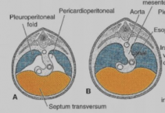 Fuses with septum transversum (primitive diaphragm) to separate thorax from abdomen
