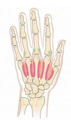 bipennate


1st: proximal 1/2 of ulnar border of 1st MC and radial border of 2nd MC


 


2nd-4th: adjacent sides of MC bones in each interspace