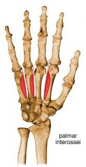 unipennate


1st- 3rd: anterior surfaces of 2nd, 4th and 5th metacarpal bones