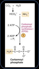 location- mitochondria
enzyme- CPSI (carbamoyl phosphate synthase 1)
reaction- ammonia + bicarbonate-->carbamoyl phosphate
regulation- requires 2 ATP, activated by N-acetyl-glutamate (which is activated by high arginine levels)
