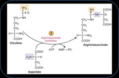 location- cytosol
enzyme- argininosuccinate synthetase
reaction- citrulline-->argininosuccinate
regulation- requires 1 ATP