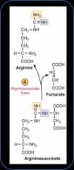 location- cytosol
enzyme- argininosuccinate lyase
reaction- argininosuccinate-->arginine + fumarate
regulation- none