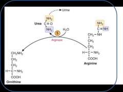 location- cytosol
enzyme- argase
reaction- arginine-->urea + ornithine
regulation- n/a