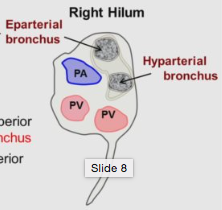 2 bronchi; epiarterial bronchus on top

PA in between

